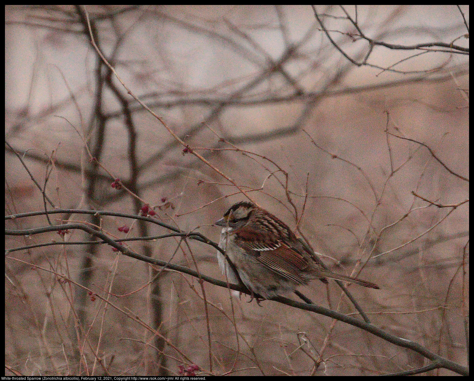 White-throated Sparrow (Zonotrichia albicollis), February 12, 2021