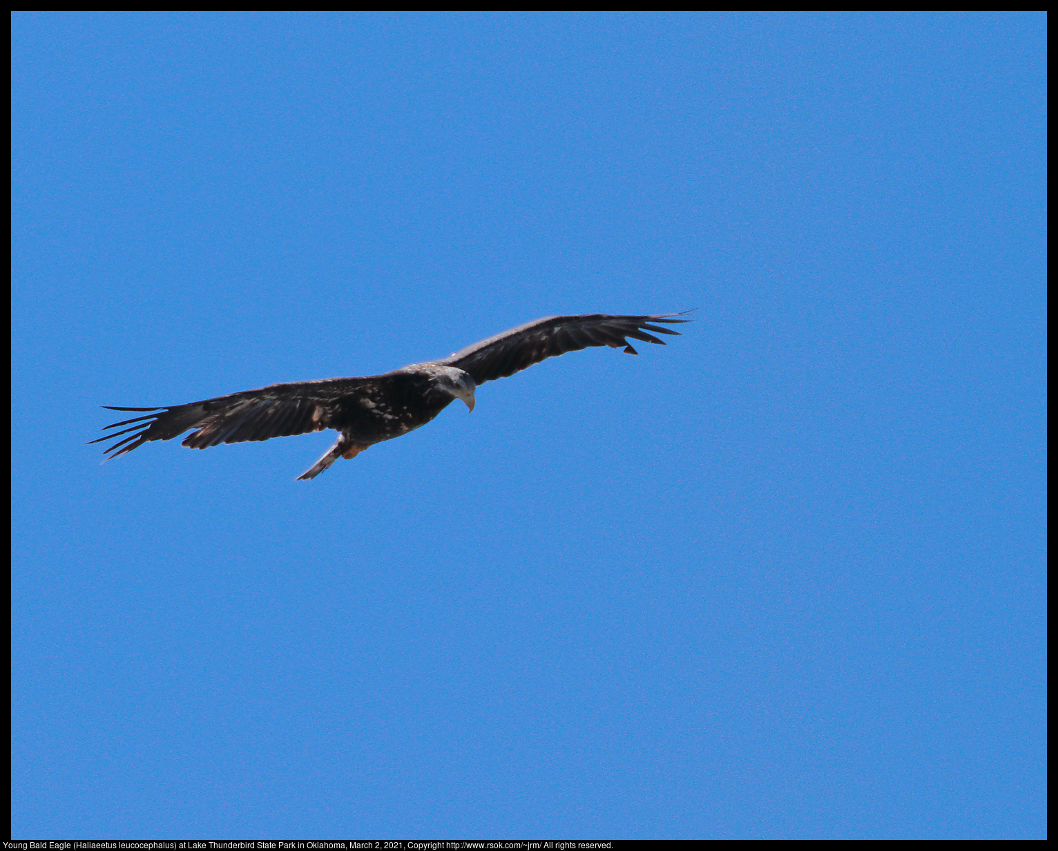 Young Bald Eagle (Haliaeetus leucocephalus) at Lake Thunderbird State Park in Oklahoma, March 2, 2021