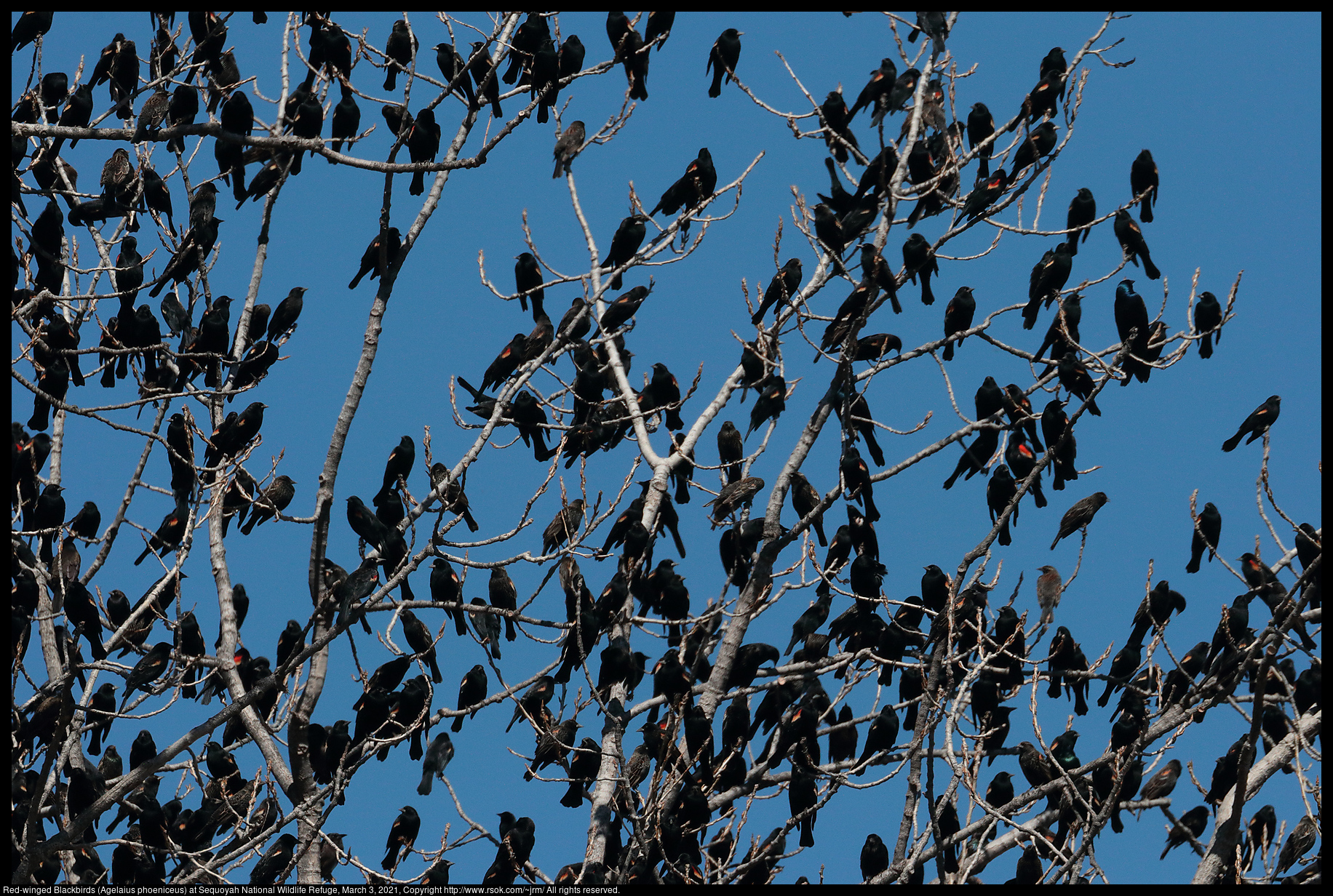 Red-winged Blackbirds (Agelaius phoeniceus) at Sequoyah National Wildlife Refuge, March 3, 2021