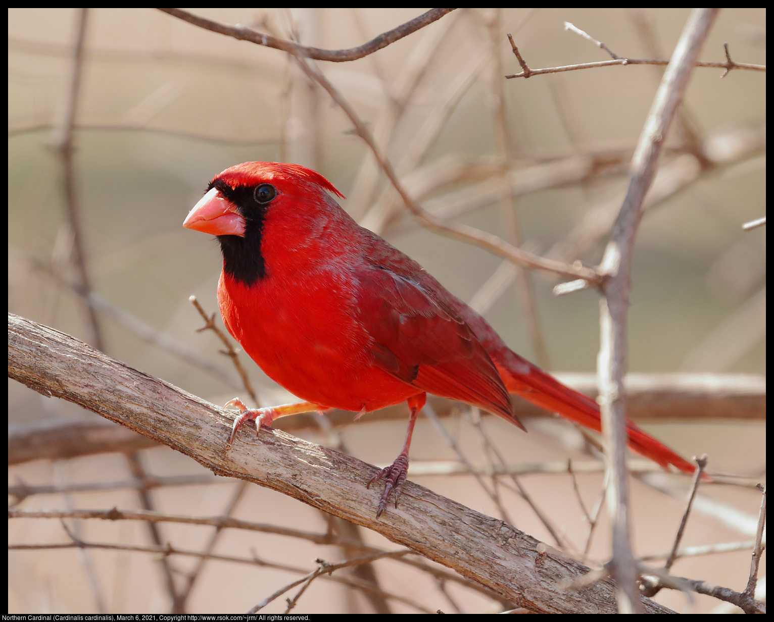 Northern Cardinal (Cardinalis cardinalis), March 6, 2021
