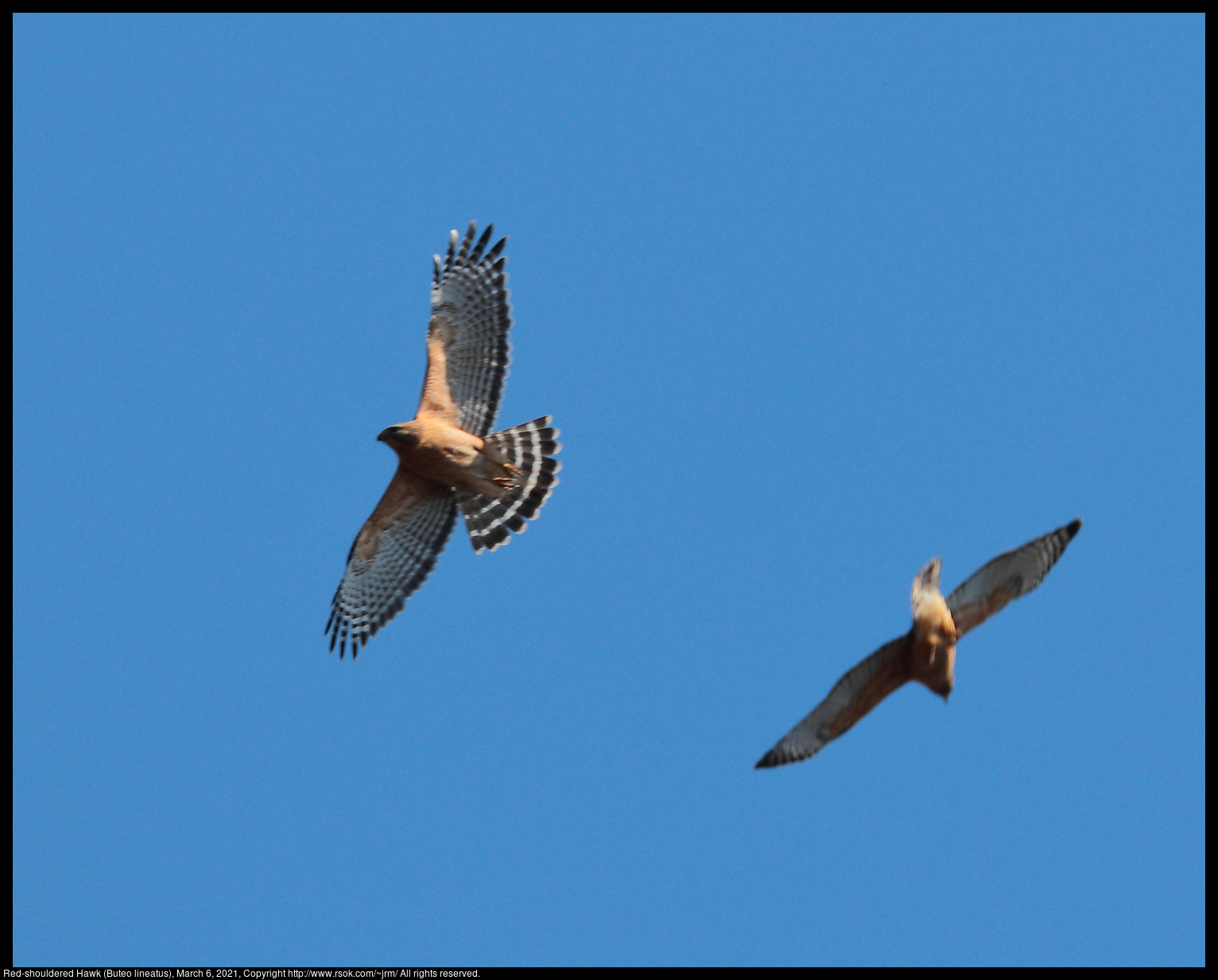 Red-shouldered Hawk (Buteo lineatus), March 6, 2021