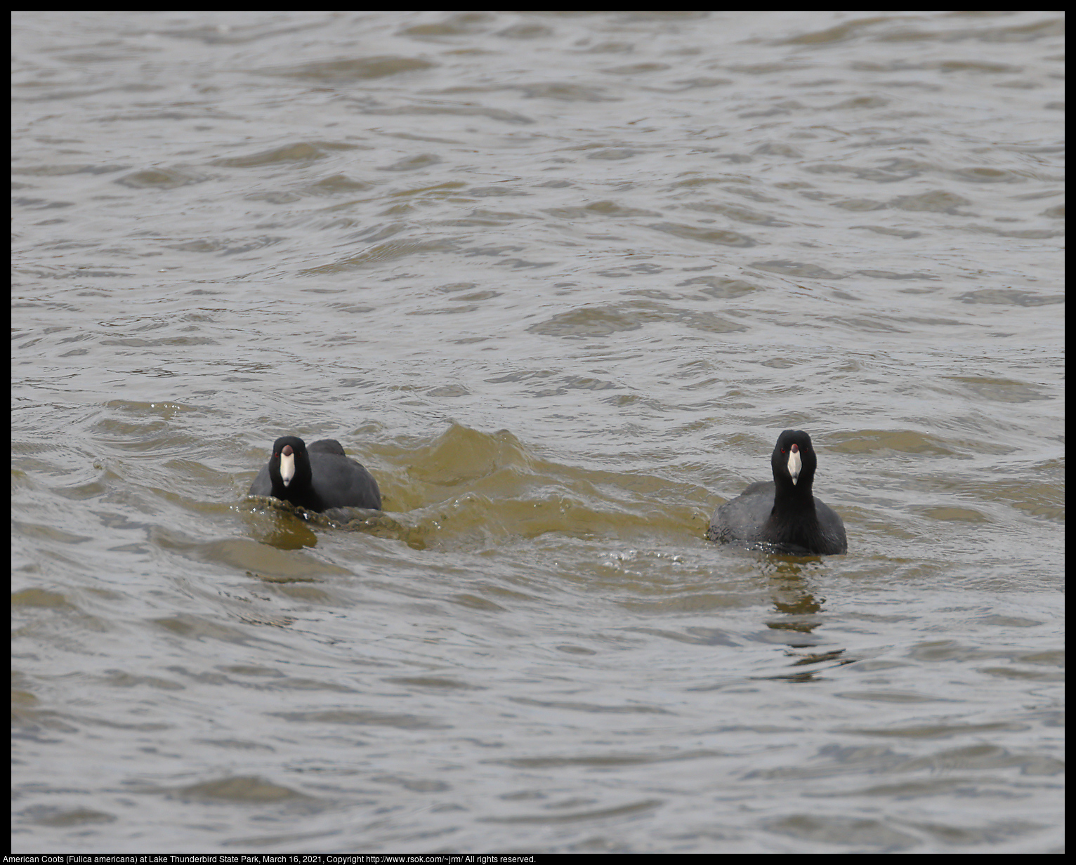 American Coots (Fulica americana) at Lake Thunderbird State Park, March 16, 2021