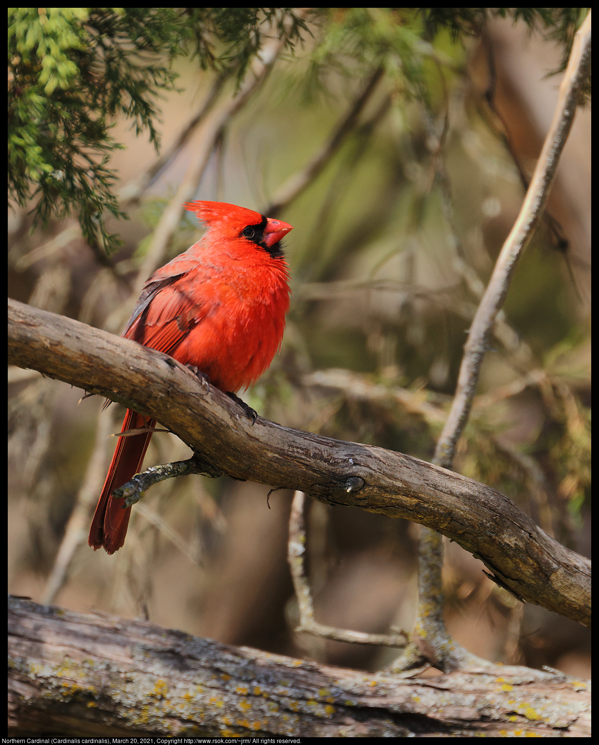 Northern Cardinal (Cardinalis cardinalis), March 20, 2021