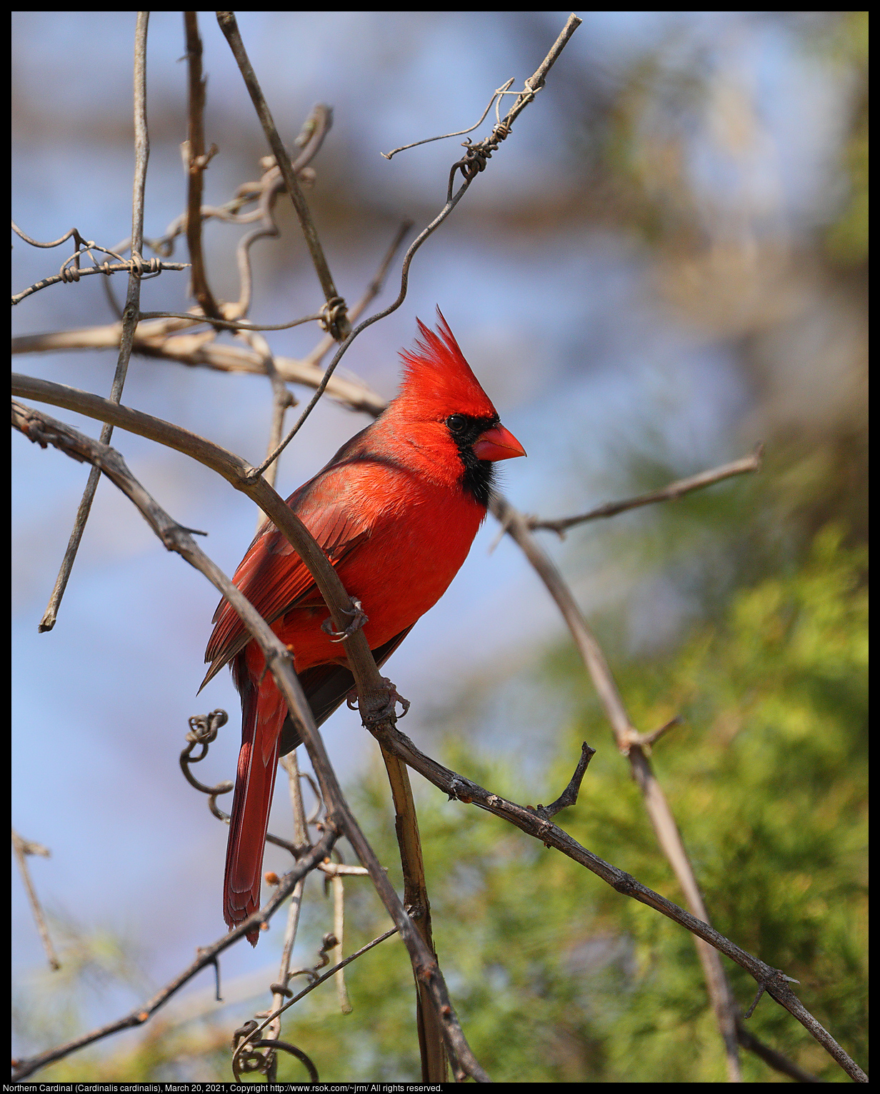 Northern Cardinal (Cardinalis cardinalis), March 20, 2021