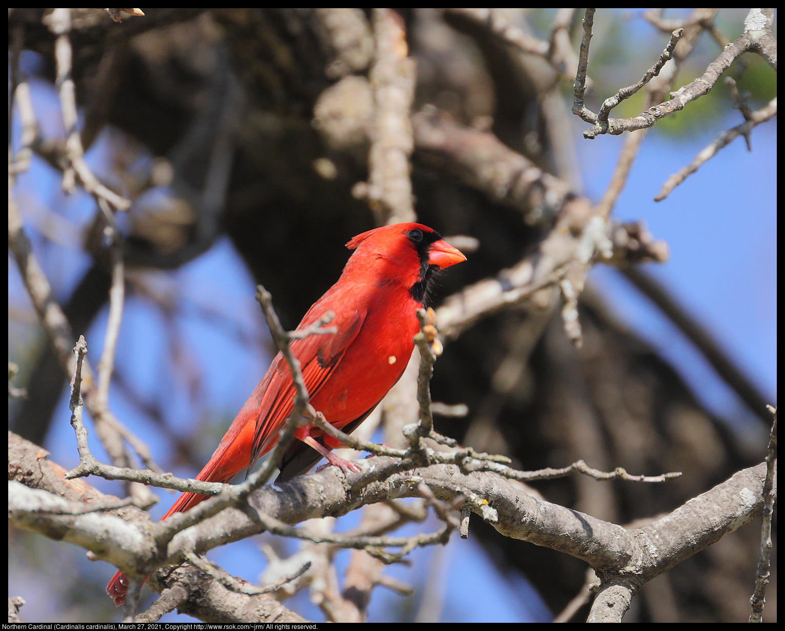 Northern Cardinal (Cardinalis cardinalis), March 27, 2021