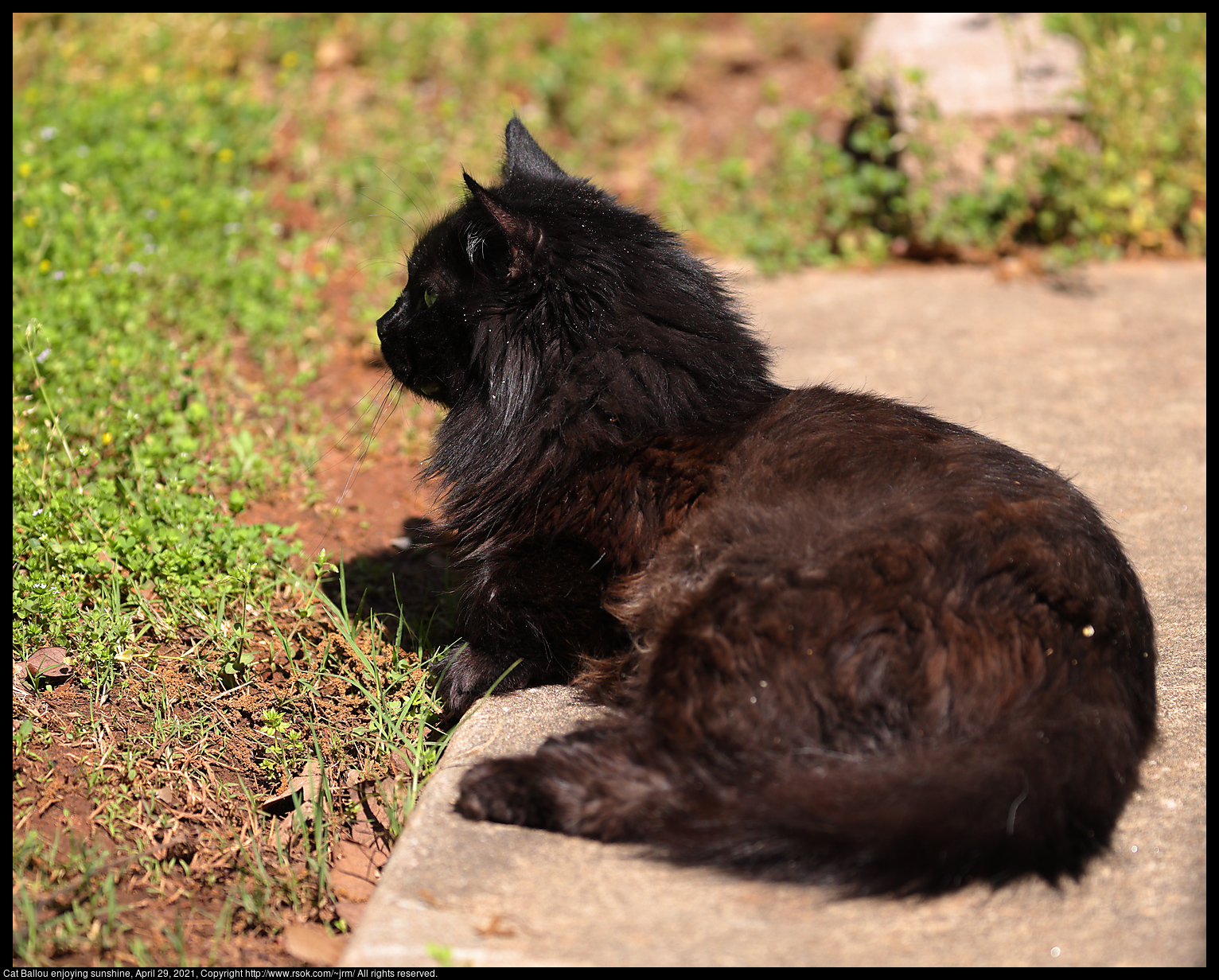 Cat Ballou enjoying sunshine, April 29, 2021