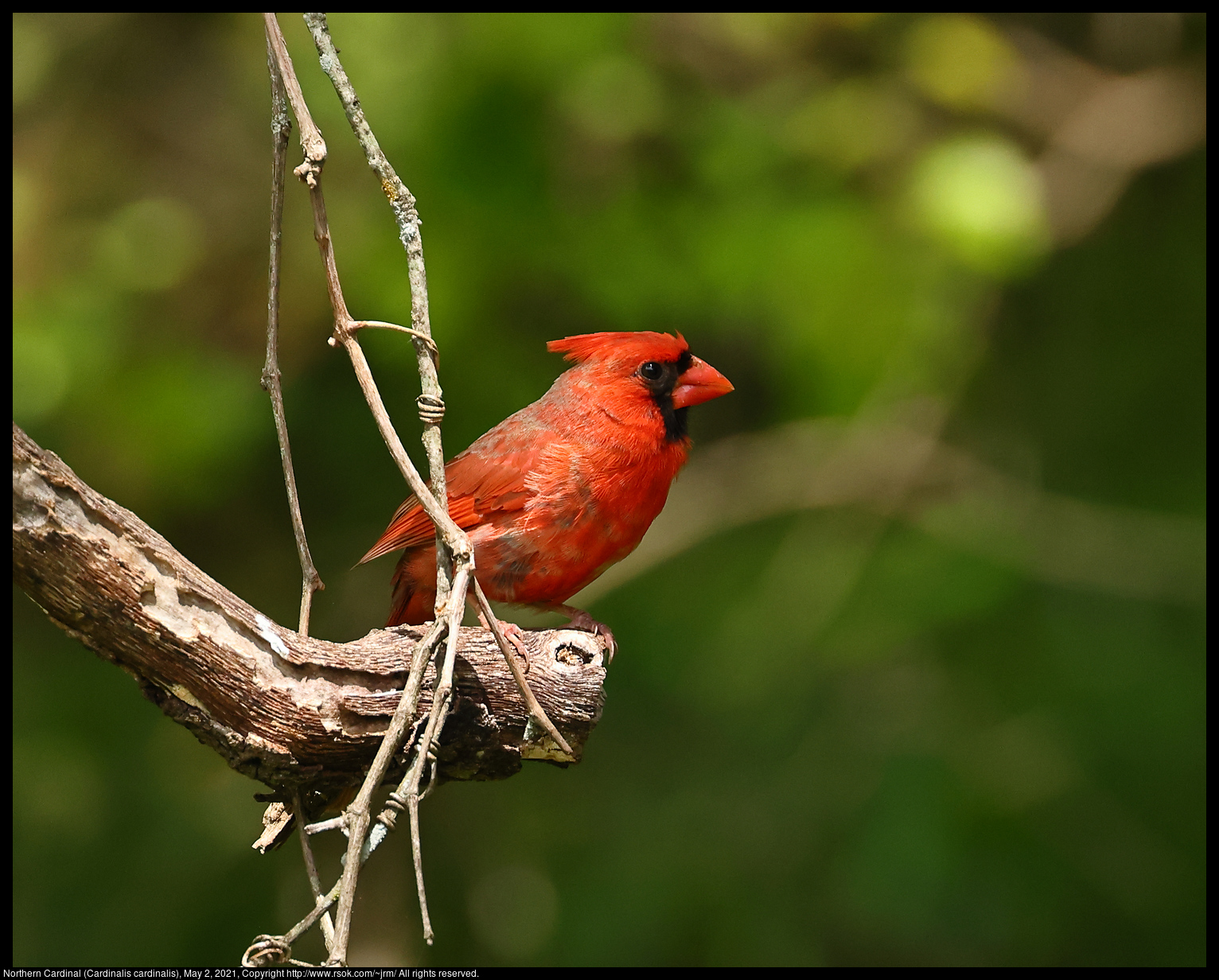 Northern Cardinal (Cardinalis cardinalis), May 2, 2021