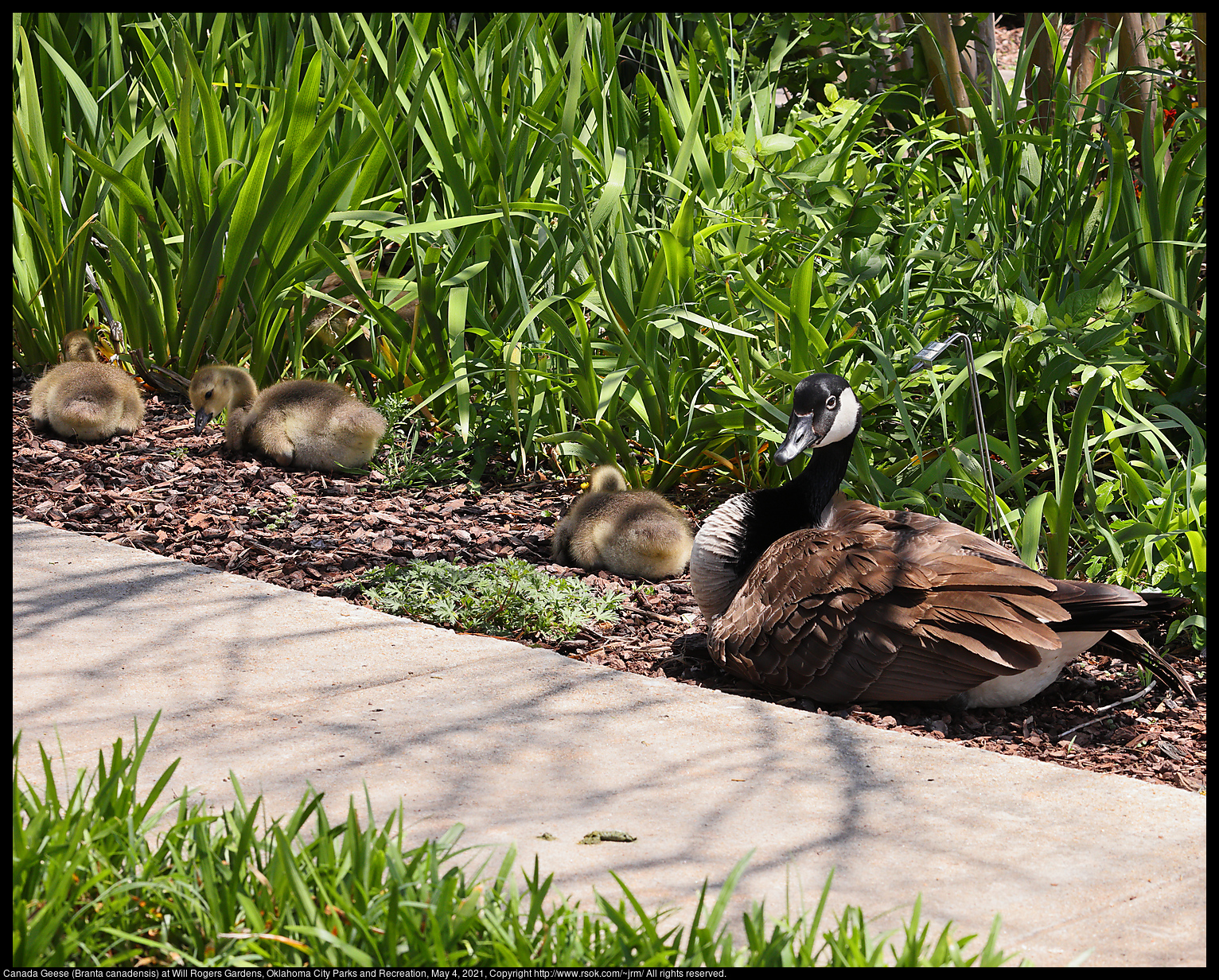 Canada Geese (Branta canadensis) at Will Rogers Gardens, Oklahoma City Parks and Recreation, May 4, 2021