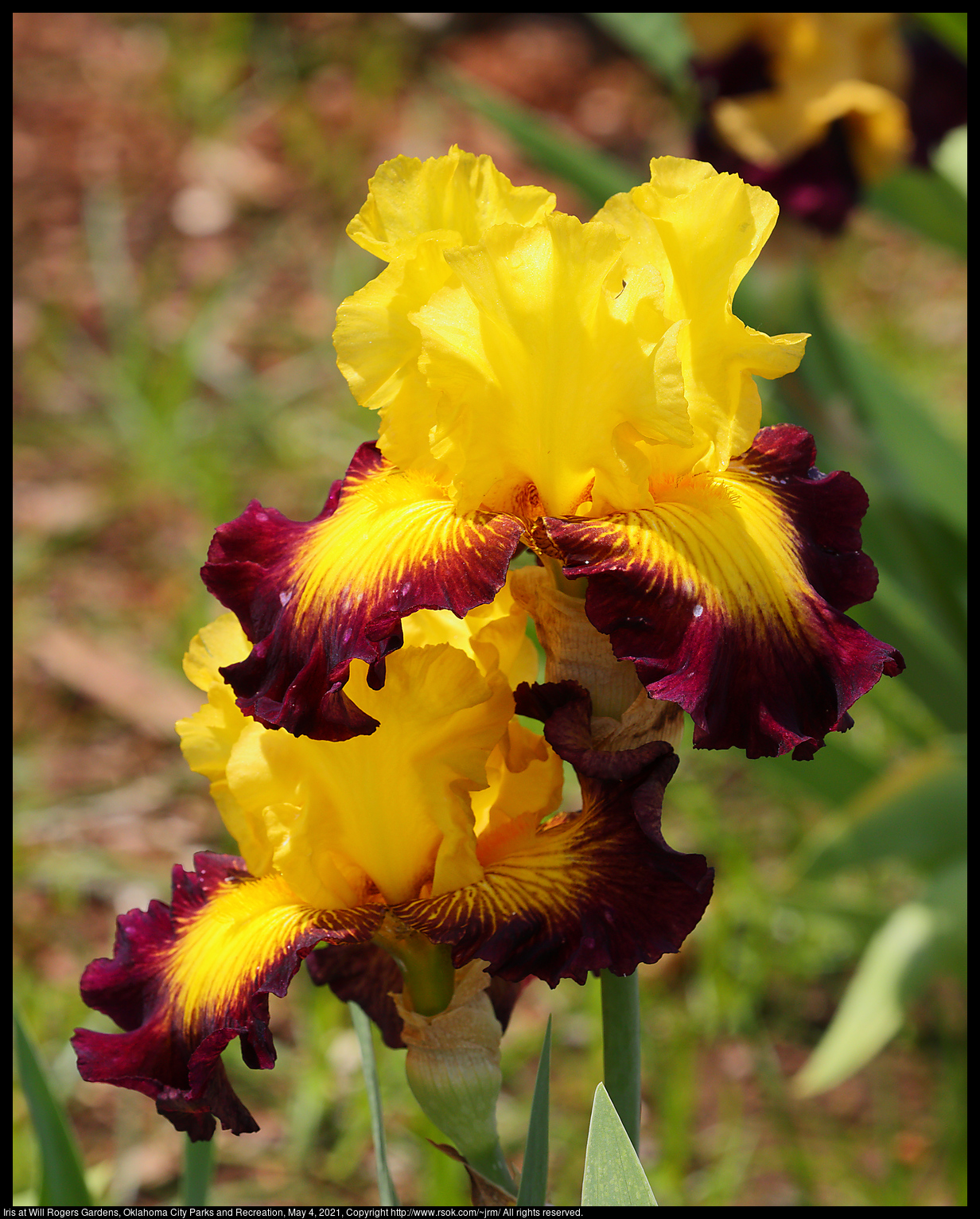 Iris at Will Rogers Gardens, Oklahoma City Parks and Recreation, May 4, 2021