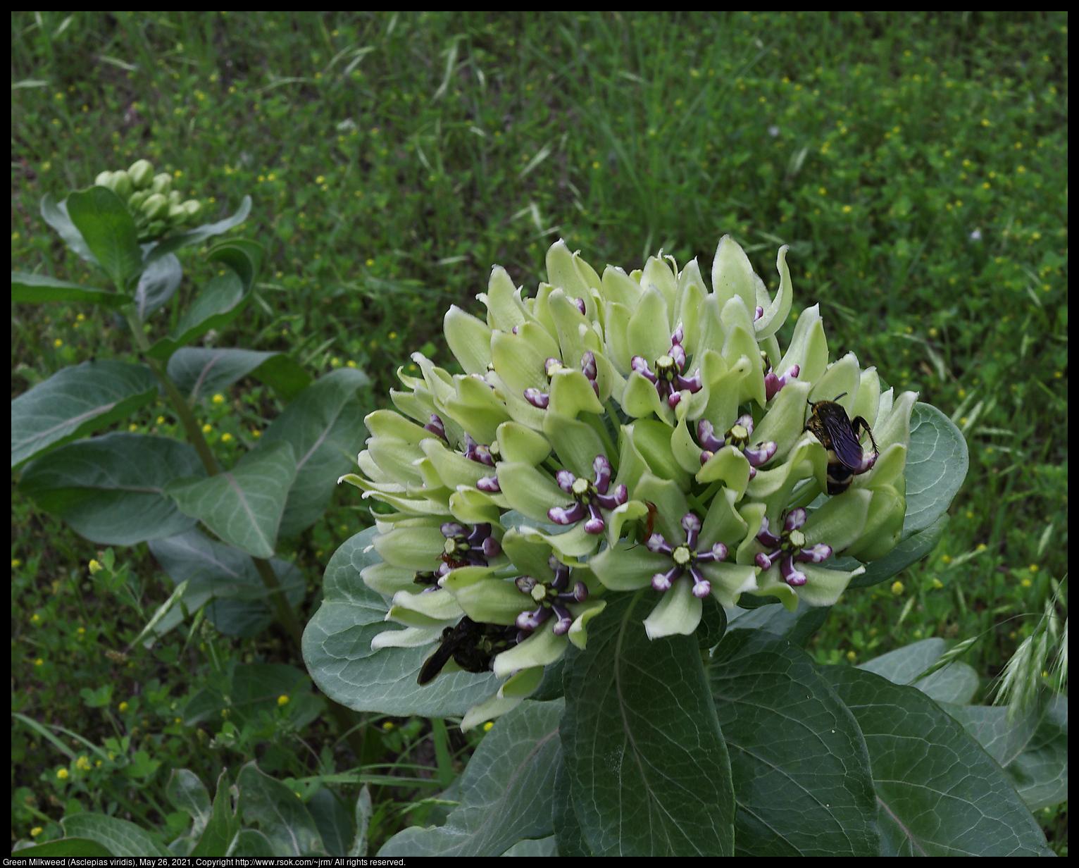 Green Milkweed (Asclepias viridis), May 26, 2021