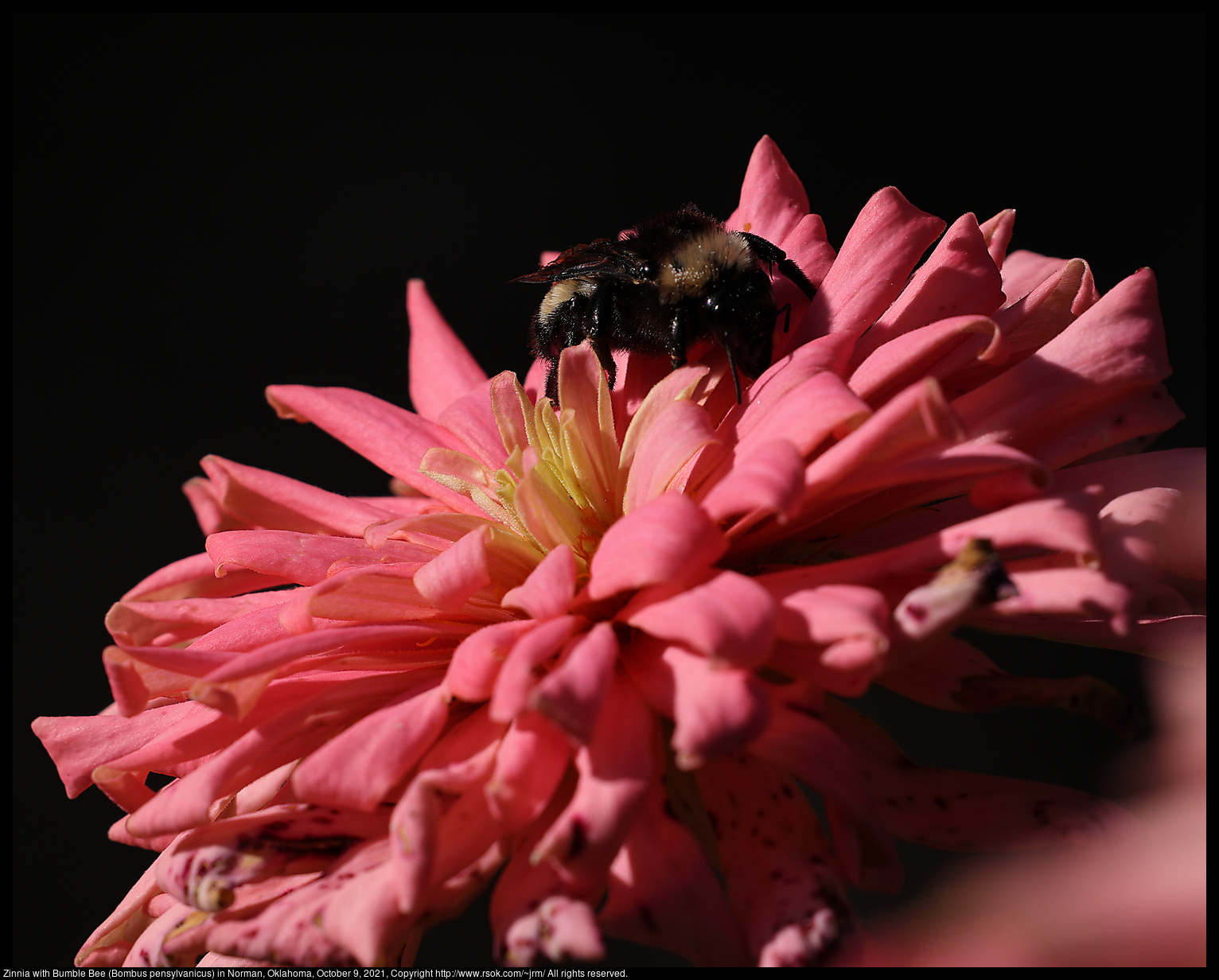 Zinnia with Bumble Bee (Bombus pensylvanicus) in Norman, Oklahoma, October 9, 2021