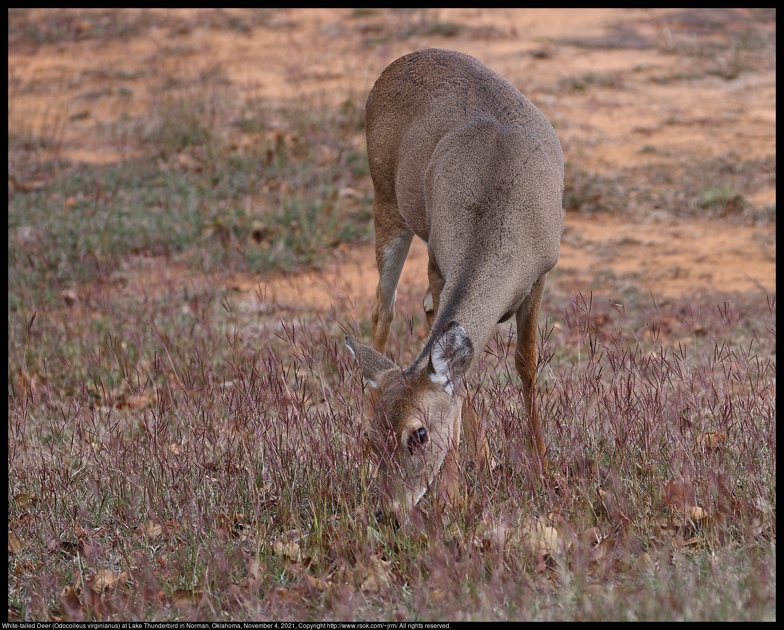 White-tailed Deer (Odocoileus virginianus) at Lake Thunderbird in Norman, Oklahoma, November 4, 2021