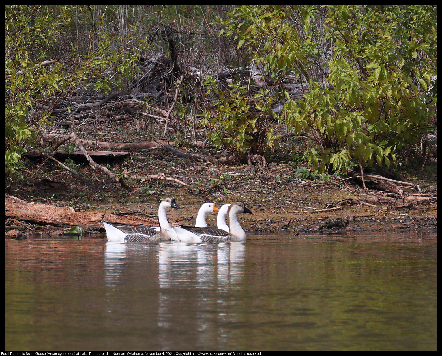Feral Domestic Swan Geese (Anser cygnoides) at Lake Thunderbird in Norman, Oklahoma, November 4, 2021