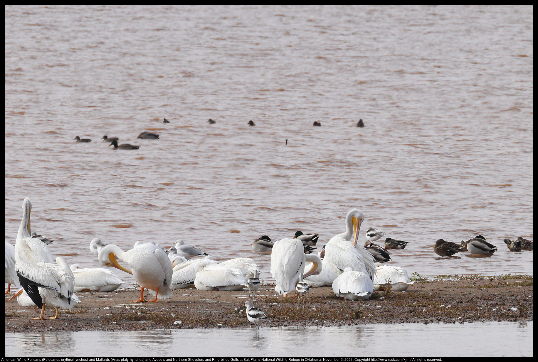 American White Pelicans (Pelecanus erythrorhynchos) and Mallards (Anas platyrhynchos) and Avocets and Northern Shovelers and Ring-billed Gulls at Salt Plains National Wildlife Refuge in Oklahoma, November 5, 2021