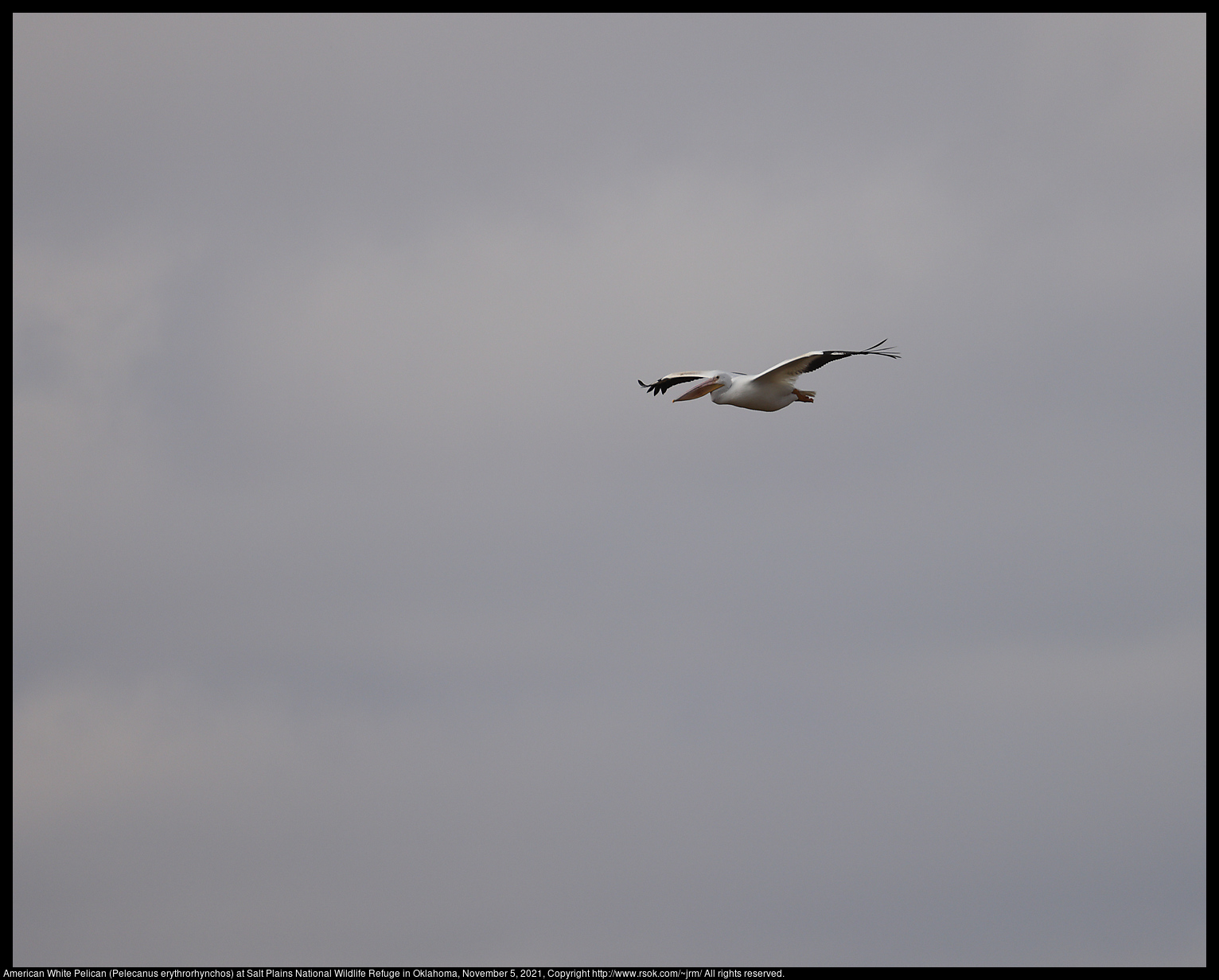 American White Pelican (Pelecanus erythrorhynchos) at Salt Plains National Wildlife Refuge in Oklahoma, November 5, 2021
