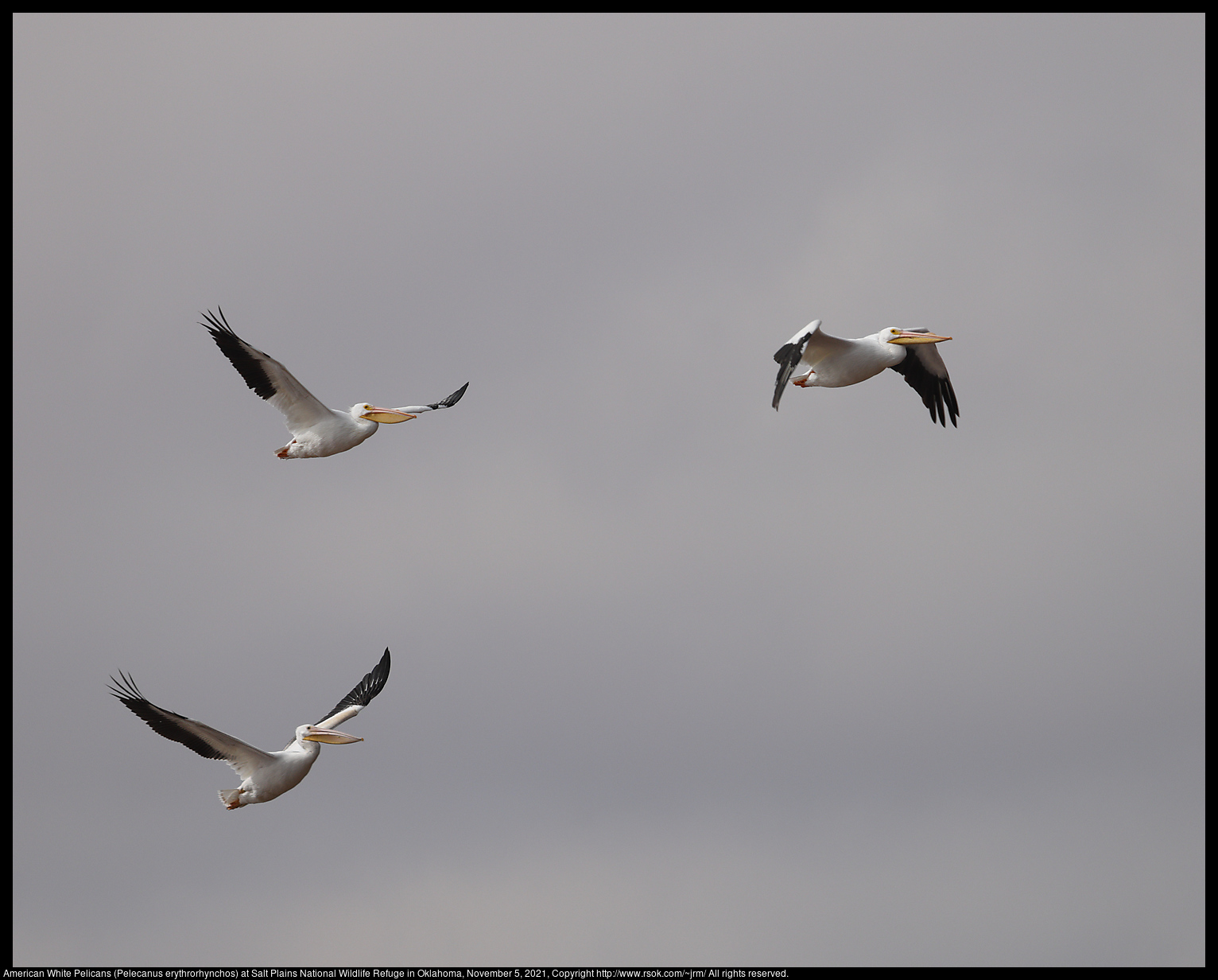 American White Pelicans (Pelecanus erythrorhynchos) at Salt Plains National Wildlife Refuge in Oklahoma, November 5, 2021