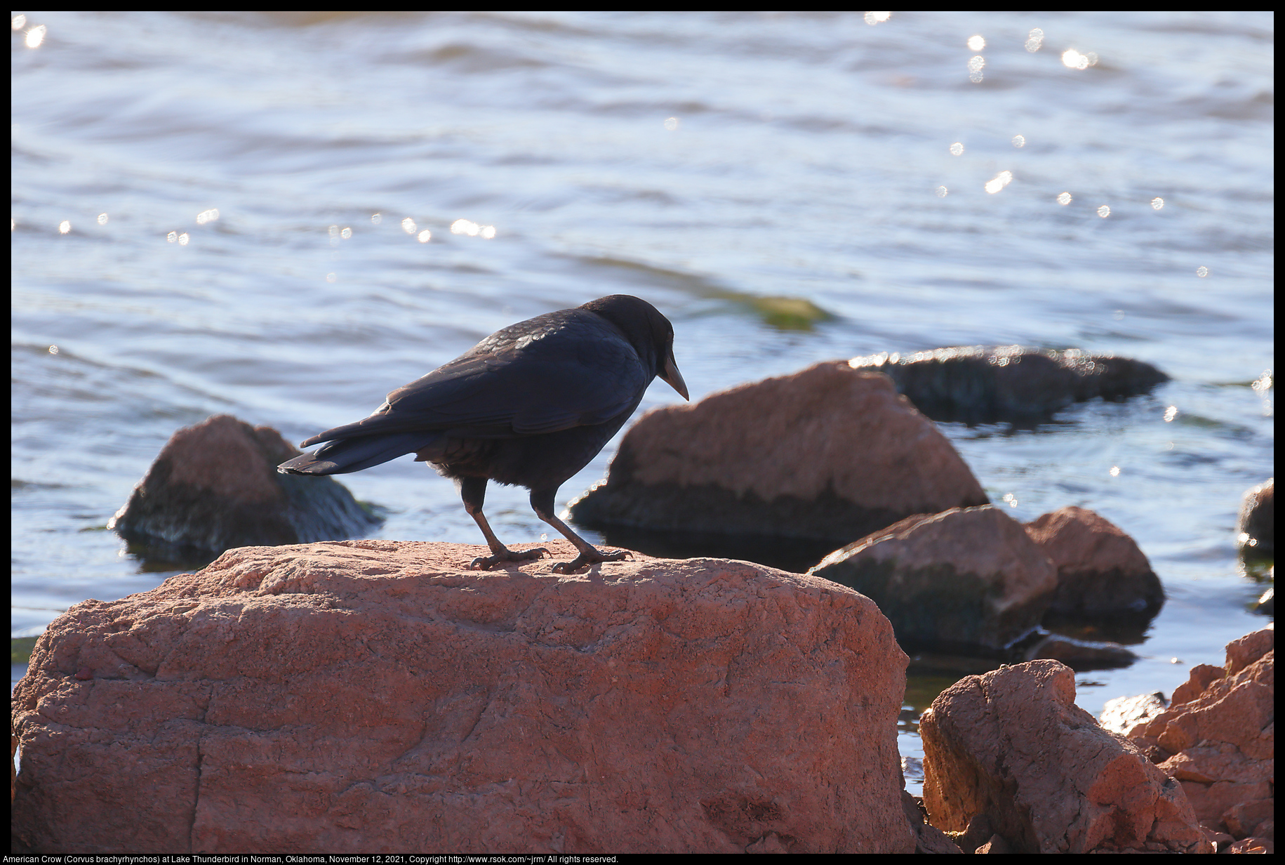 American Crow (Corvus brachyrhynchos) at Lake Thunderbird in Norman, Oklahoma, November 12, 2021
