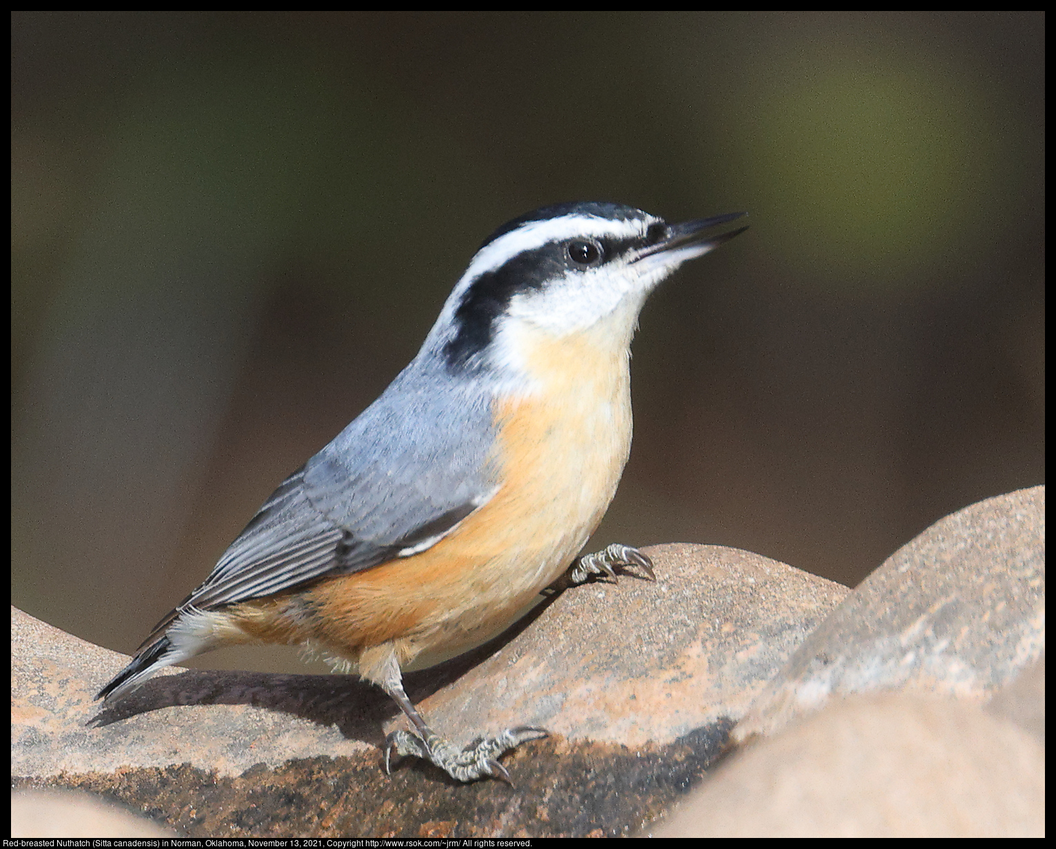Red-breasted Nuthatch (Sitta canadensis) in Norman, Oklahoma, November 13, 2021