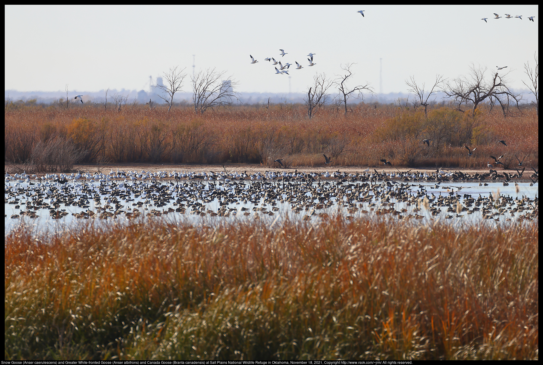 Snow Goose (Anser caerulescens) and Greater White-fronted Goose (Anser albifrons) and Canada Goose (Branta canadensis) at Salt Plains National Wildlife Refuge in Oklahoma, November 18, 2021