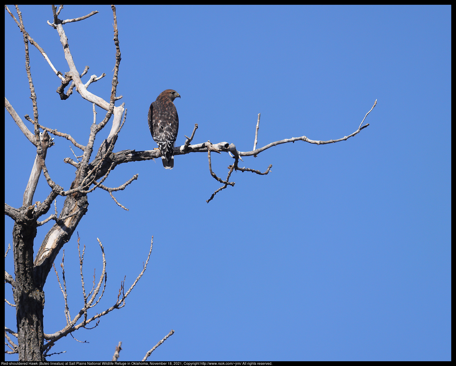 Red-shouldered Hawk (Buteo lineatus) at Salt Plains National Wildlife Refuge in Oklahoma, November 18, 2021