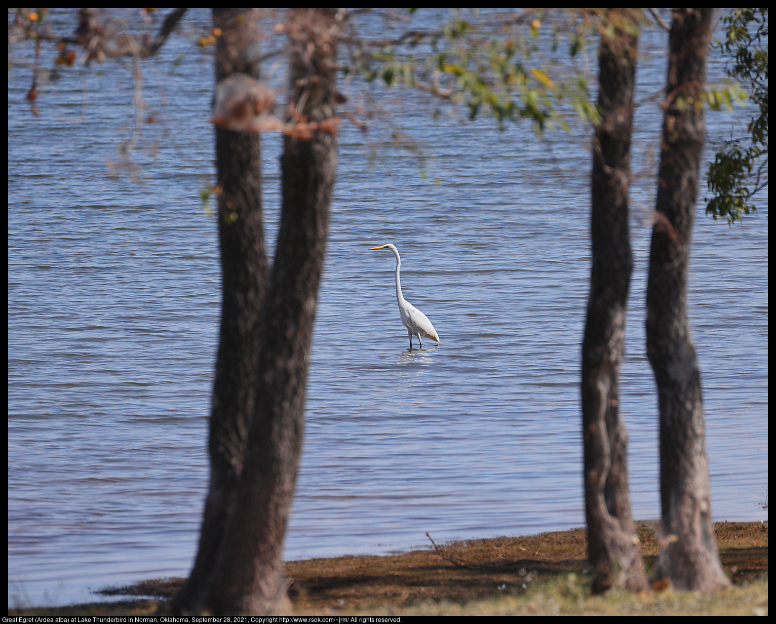 Great Egret (Ardea alba) at Lake Thunderbird in Norman, Oklahoma, September 28, 2021