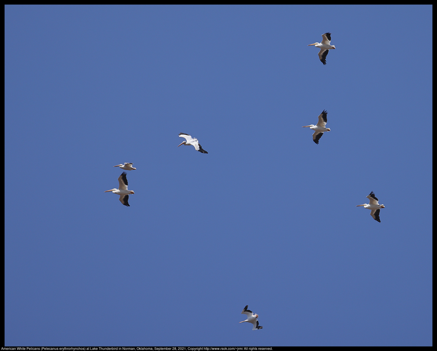 American White Pelicans (Pelecanus erythrorhynchos) at Lake Thunderbird in Norman, Oklahoma, September 28, 2021