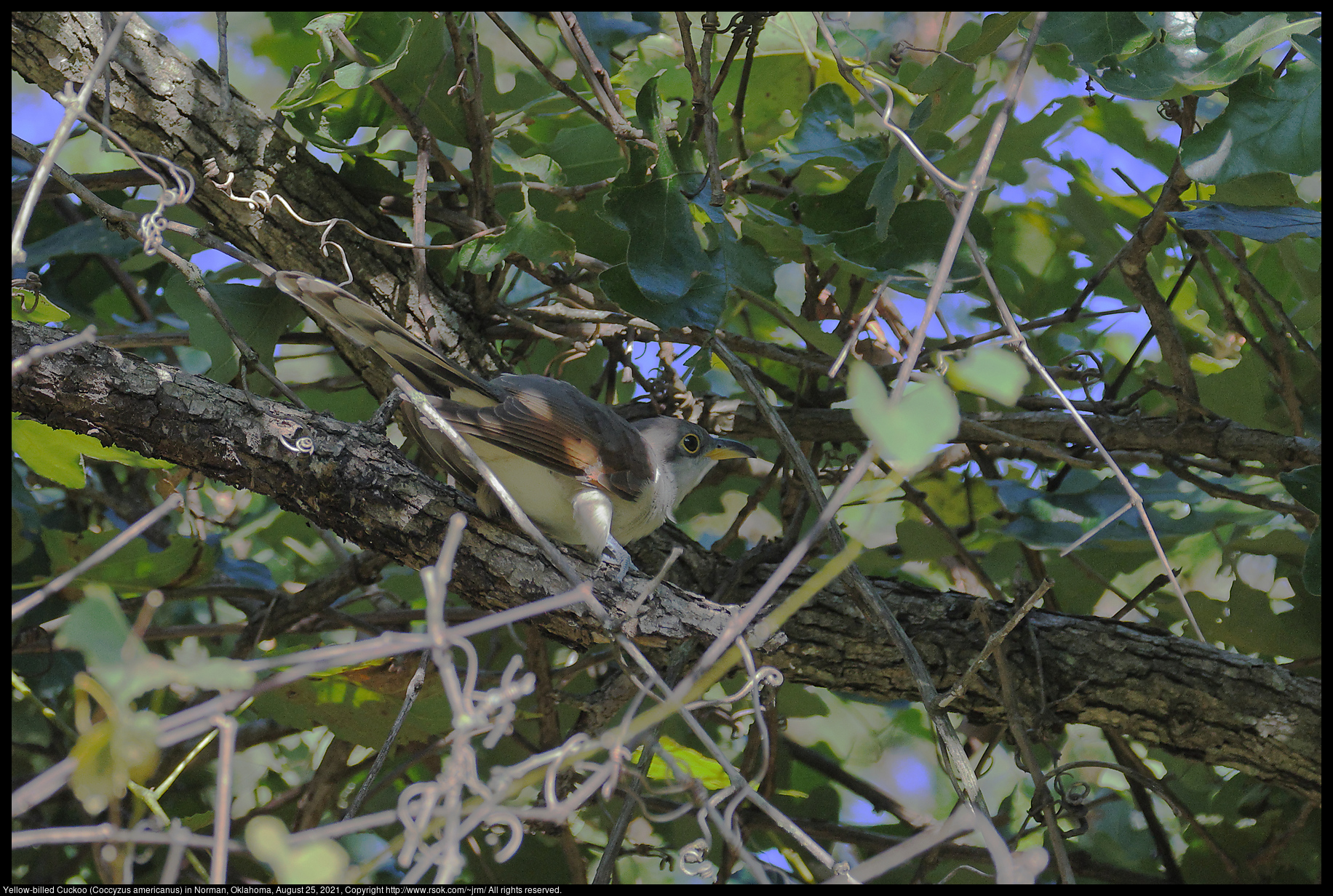 Yellow-billed Cuckoo (Coccyzus americanus) in Norman, Oklahoma, August 25, 2021
