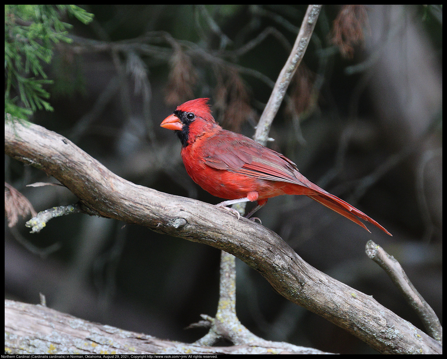 Northern Cardinal (Cardinalis cardinalis) in Norman, Oklahoma, August 29, 2021