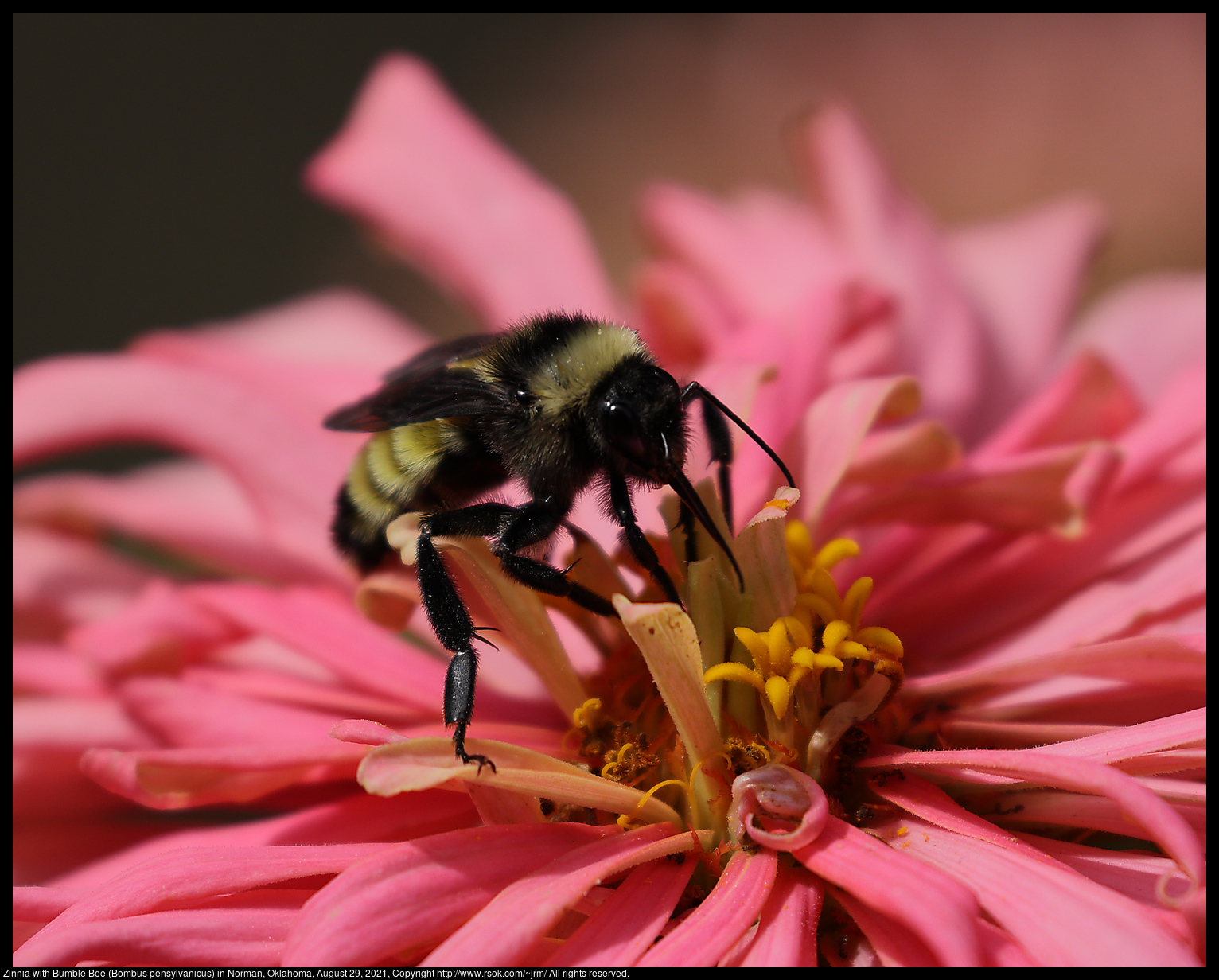 Zinnia with Bumble Bee (Bombus pensylvanicus) in Norman, Oklahoma, August 29, 2021