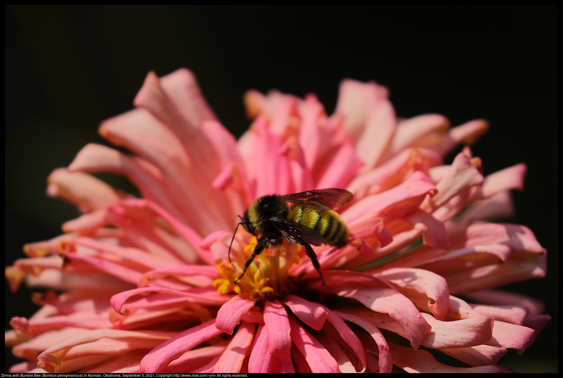 Zinnia with Bumble Bee (Bombus pensylvanicus) in Norman, Oklahoma, September 5, 2021