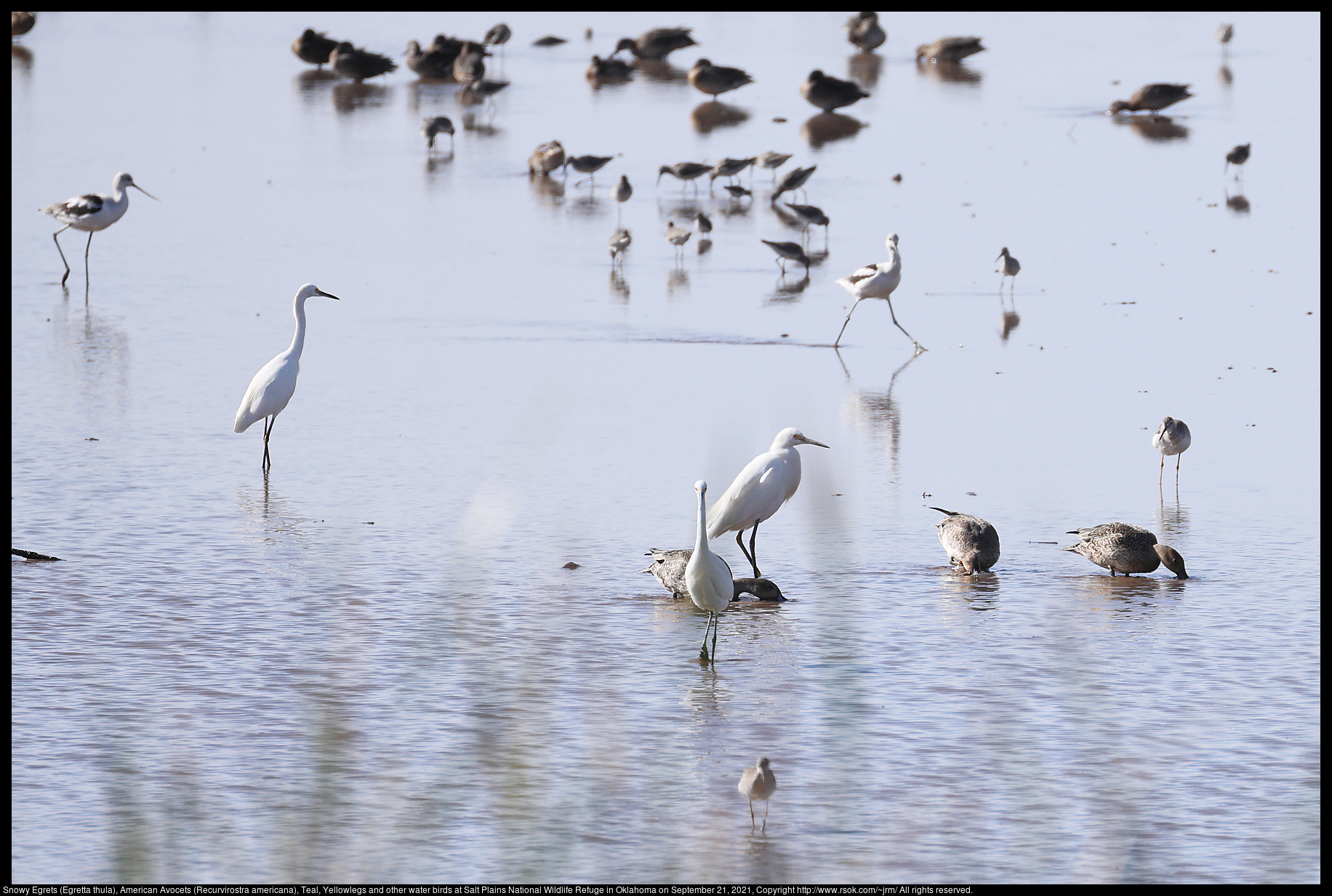 Snowy Egrets (Egretta thula), American Avocets (Recurvirostra americana), Teal, Yellowlegs and other water birds at Salt Plains National Wildlife Refuge in Oklahoma on September 21, 2021