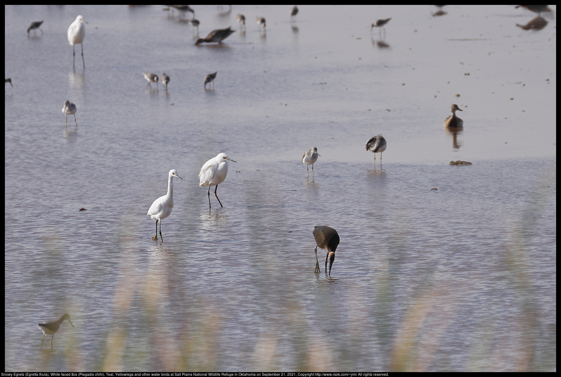 Snowy Egrets (Egretta thula), White-faced Ibis (Plegadis chihi), Teal, Yellowlegs and other water birds at Salt Plains National Wildlife Refuge in Oklahoma on September 21, 2021