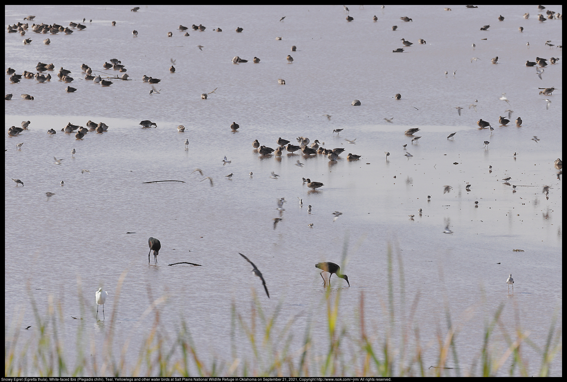 Snowy Egret (Egretta thula), White-faced Ibis (Plegadis chihi), Teal, Yellowlegs and other water birds at Salt Plains National Wildlife Refuge in Oklahoma on September 21, 2021