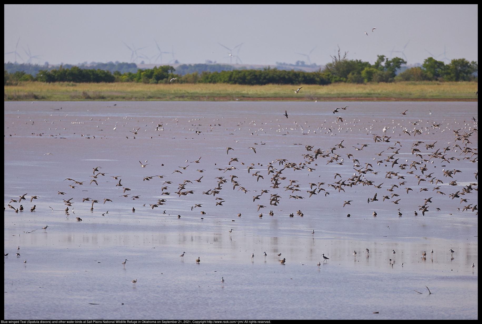 Blue-winged Teal (Spatula discors) and other water birds at Salt Plains National Wildlife Refuge in Oklahoma on September 21, 2021