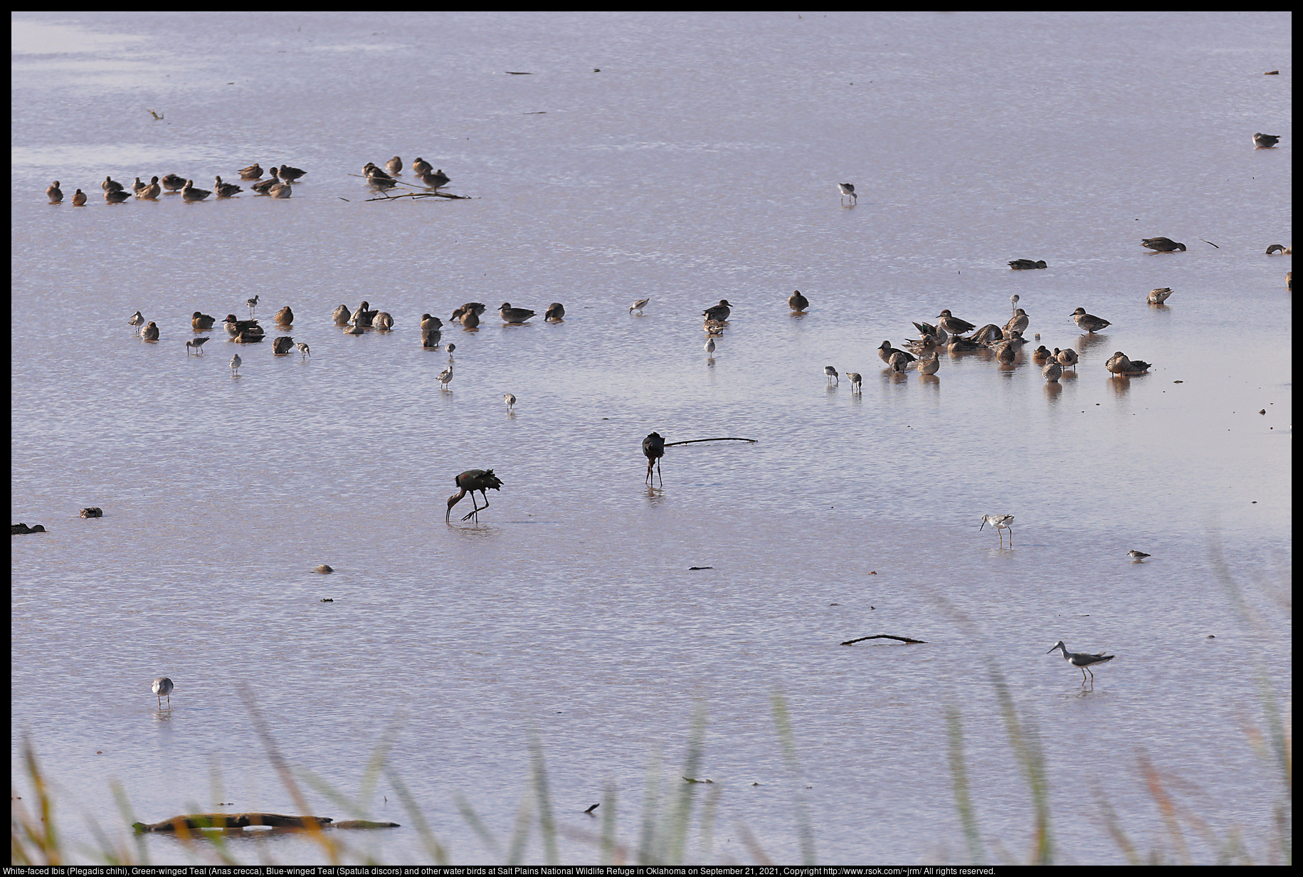 White-faced Ibis (Plegadis chihi), Green-winged Teal (Anas crecca), Blue-winged Teal (Spatula discors) and other water birds at Salt Plains National Wildlife Refuge in Oklahoma on September 21, 2021