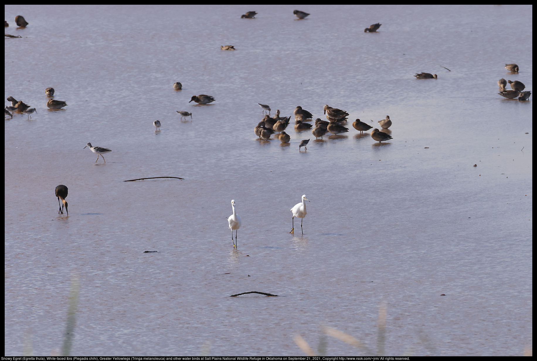 Snowy Egret (Egretta thula), White-faced Ibis (Plegadis chihi), Greater Yellowlegs (Tringa melanoleuca) and other water birds at Salt Plains National Wildlife Refuge in Oklahoma on September 21, 2021