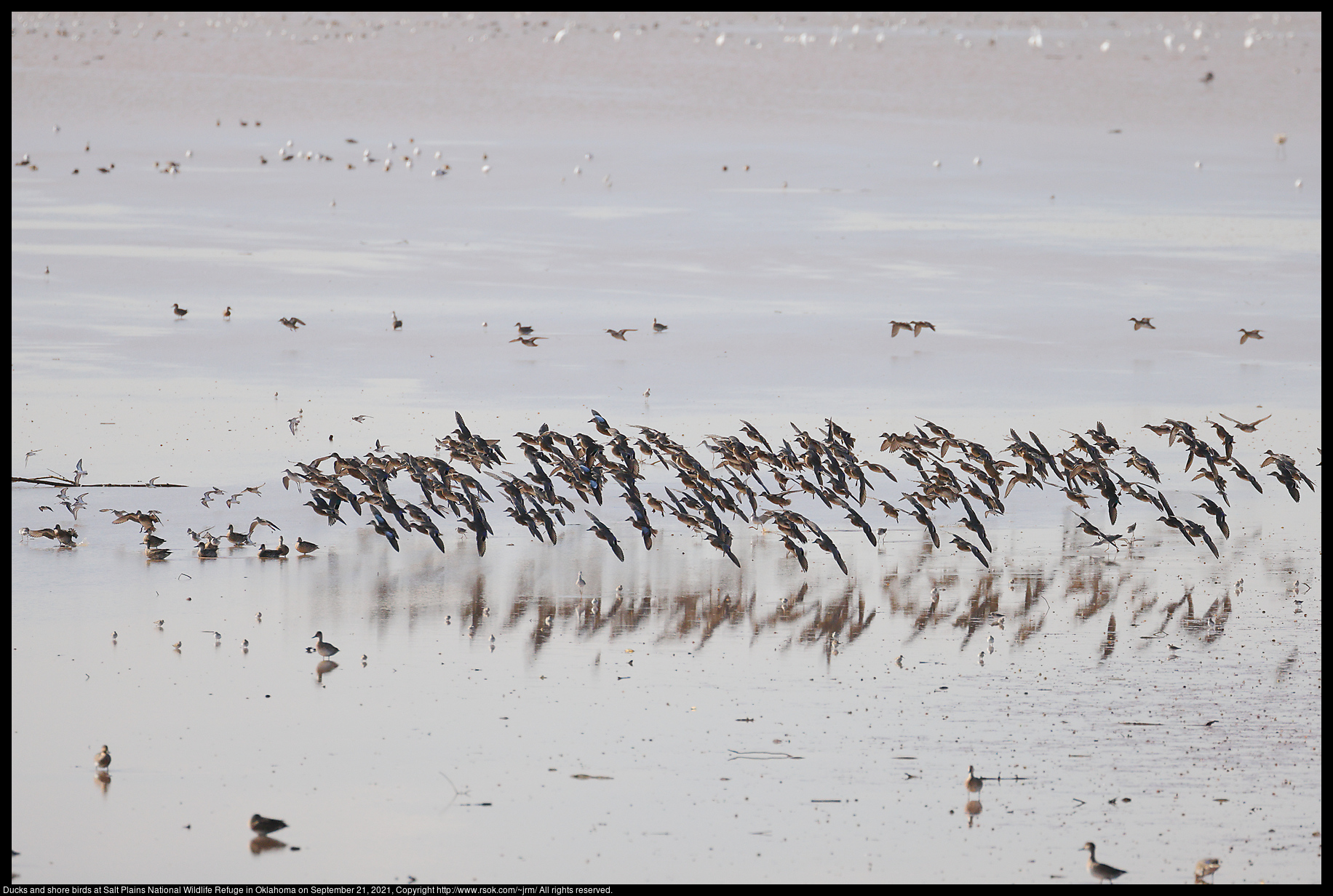 Ducks and shore birds at Salt Plains National Wildlife Refuge in Oklahoma on September 21, 2021