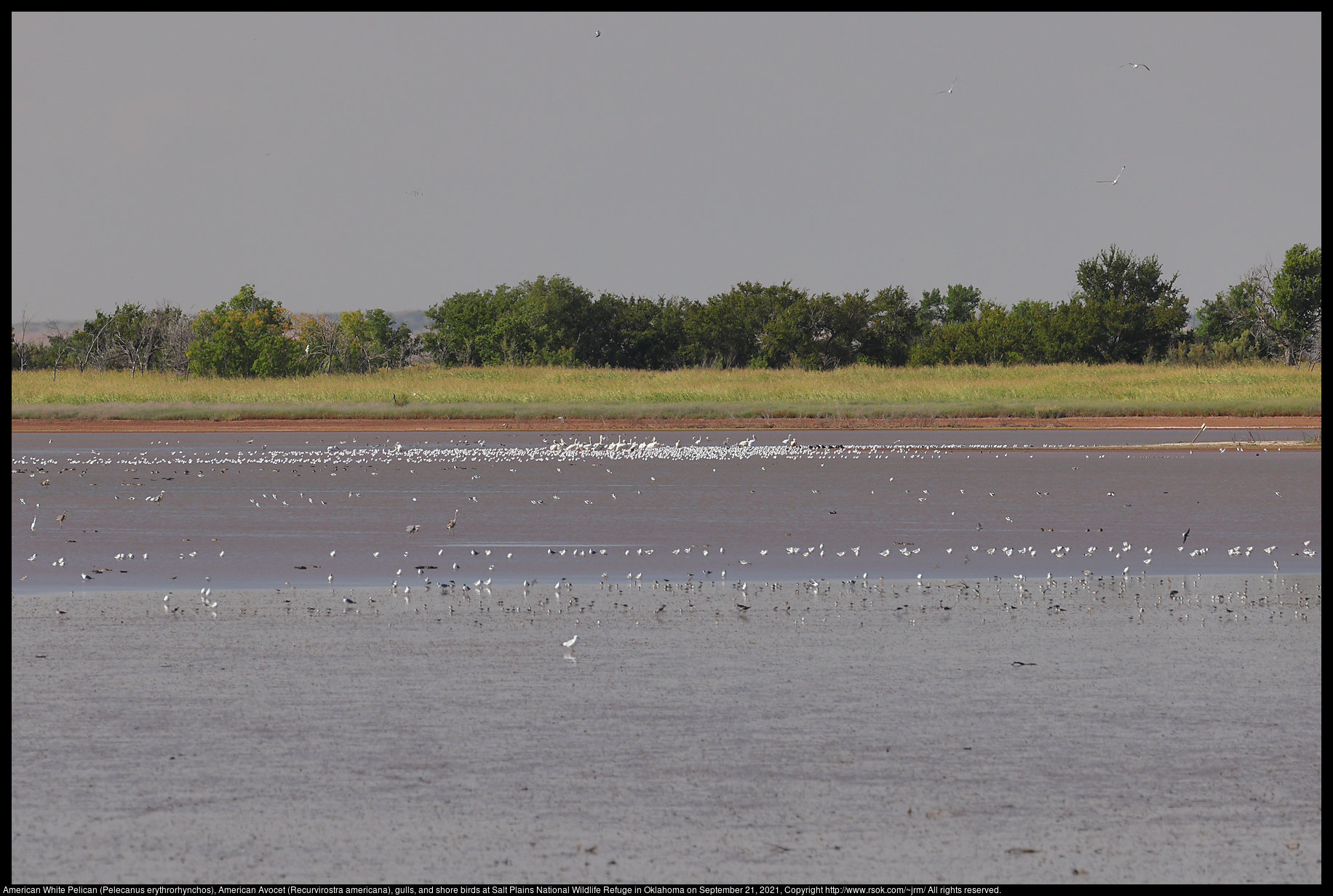 American White Pelican (Pelecanus erythrorhynchos), American Avocet (Recurvirostra americana), gulls, and shore birds at Salt Plains National Wildlife Refuge in Oklahoma on September 21, 2021