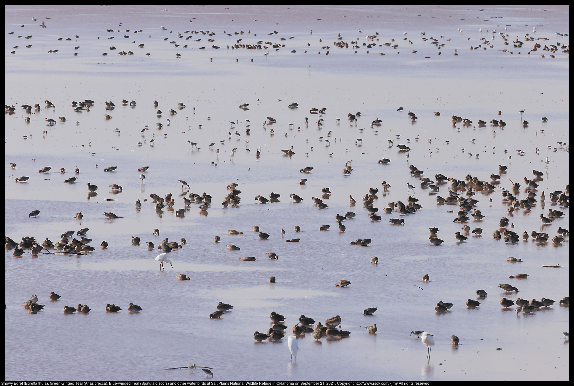 Snowy Egret (Egretta thula), Green-winged Teal (Anas crecca), Blue-winged Teal (Spatula discors) and other water birds at Salt Plains National Wildlife Refuge in Oklahoma on September 21, 2021