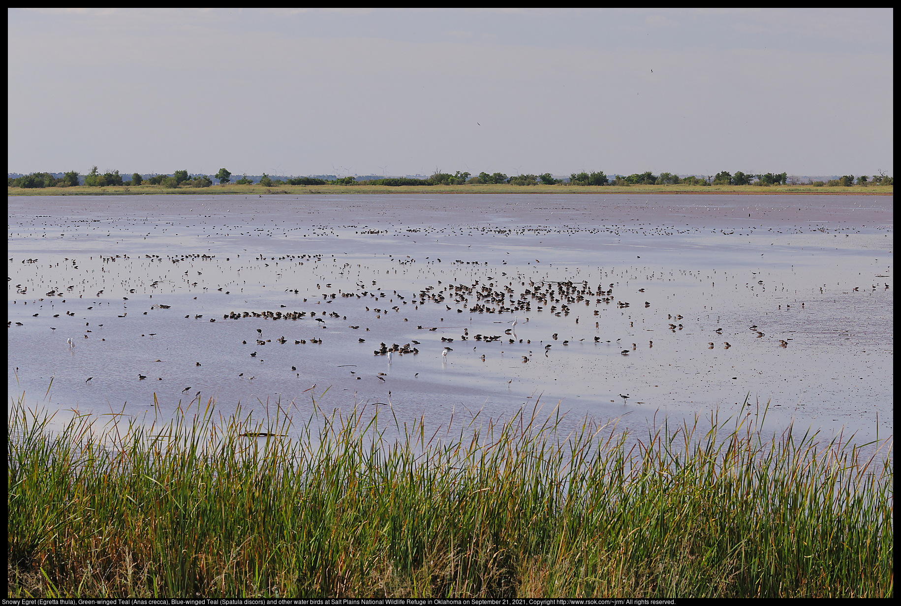 Snowy Egret (Egretta thula), Green-winged Teal (Anas crecca), Blue-winged Teal (Spatula discors) and other water birds at Salt Plains National Wildlife Refuge in Oklahoma on September 21, 2021