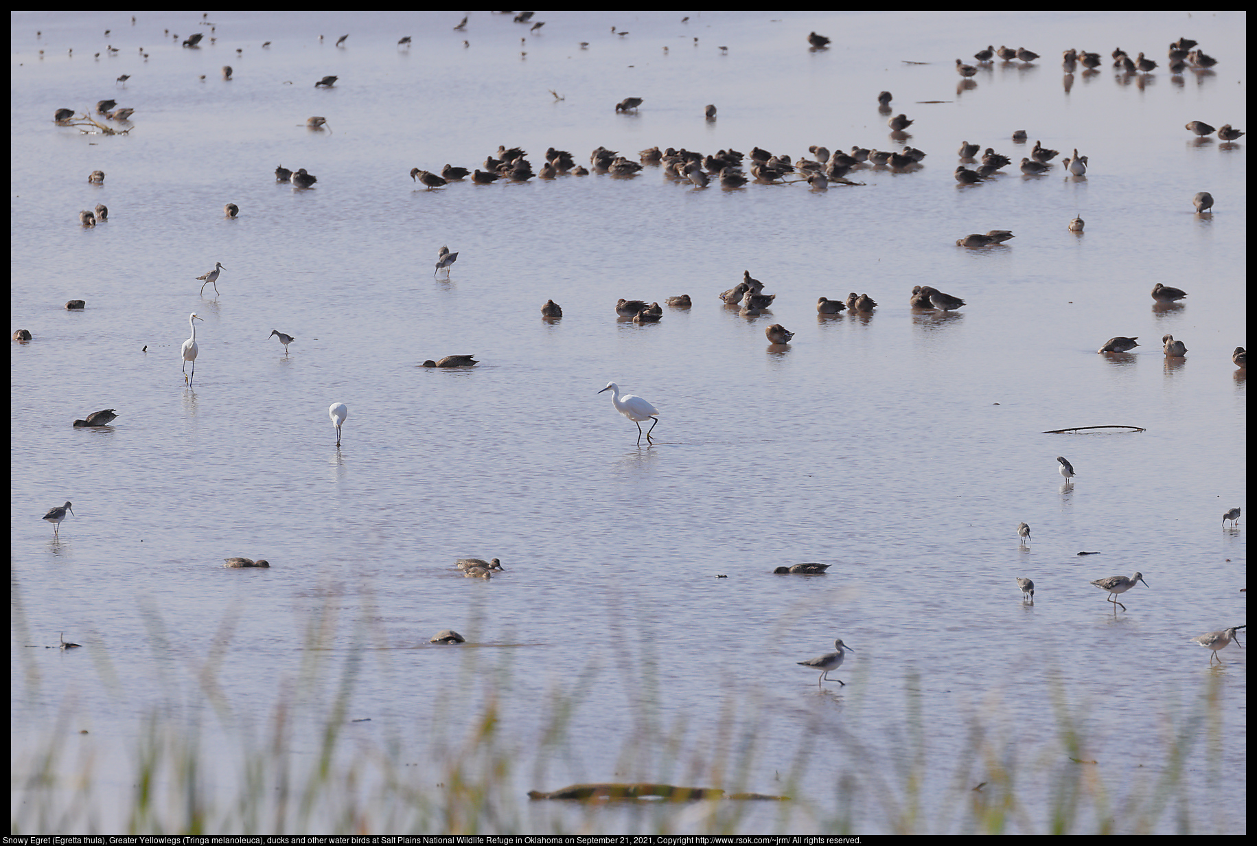 Snowy Egret (Egretta thula), Greater Yellowlegs (Tringa melanoleuca), ducks and other water birds at Salt Plains National Wildlife Refuge in Oklahoma on September 21, 2021