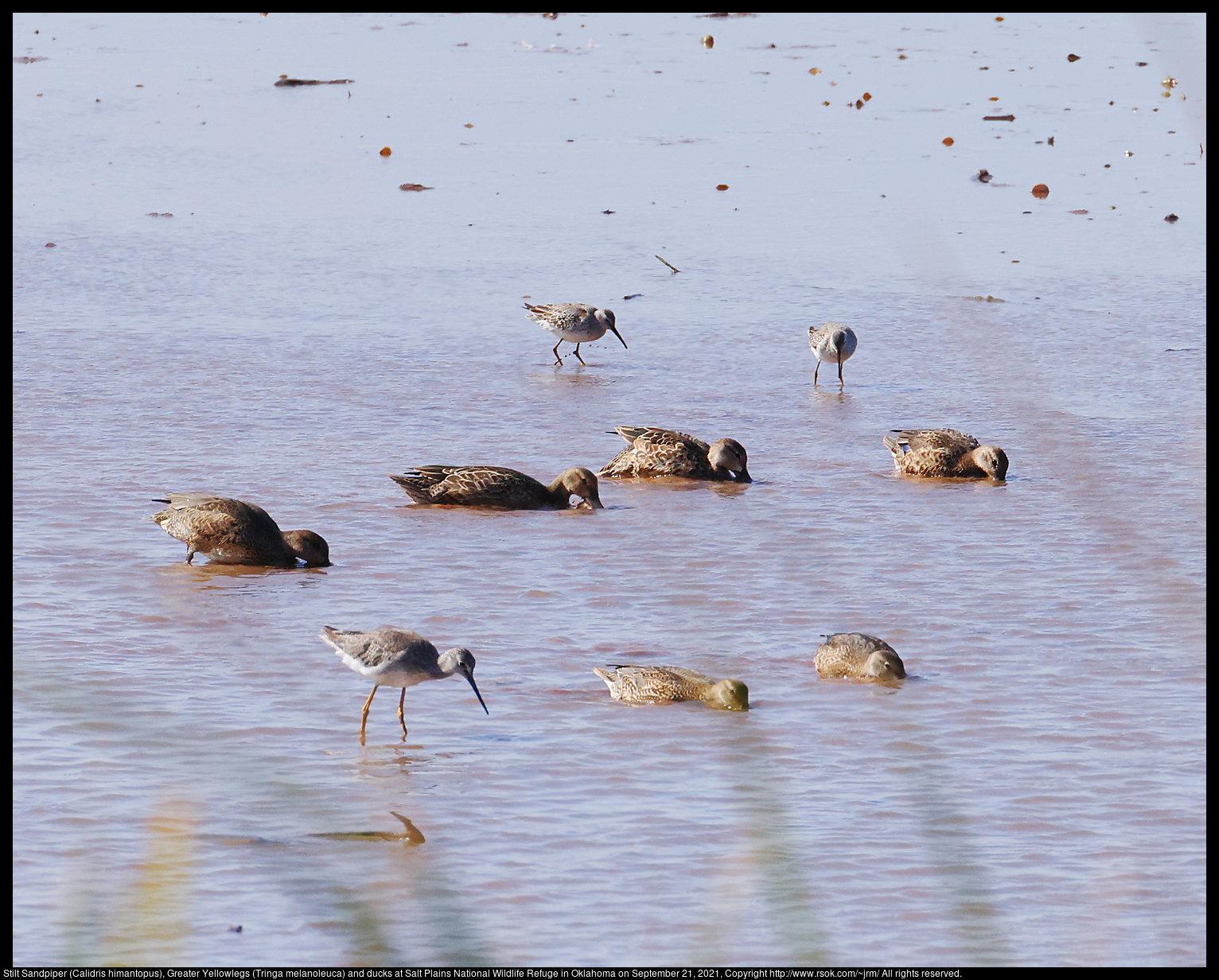 Stilt Sandpiper (Calidris himantopus), Greater Yellowlegs (Tringa melanoleuca) and ducks at Salt Plains National Wildlife Refuge in Oklahoma on September 21, 2021